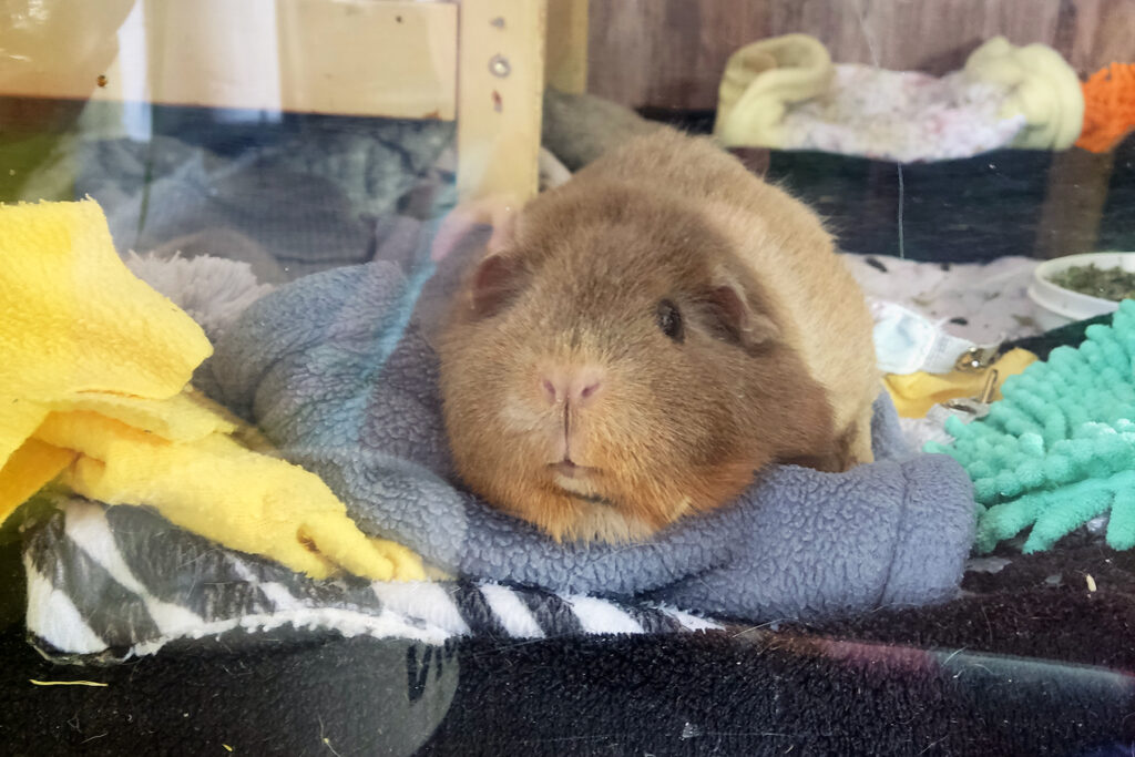 A cute brown guinea pig is relaxing on a soft pillow, looking straight at you with a questioning look on their face.