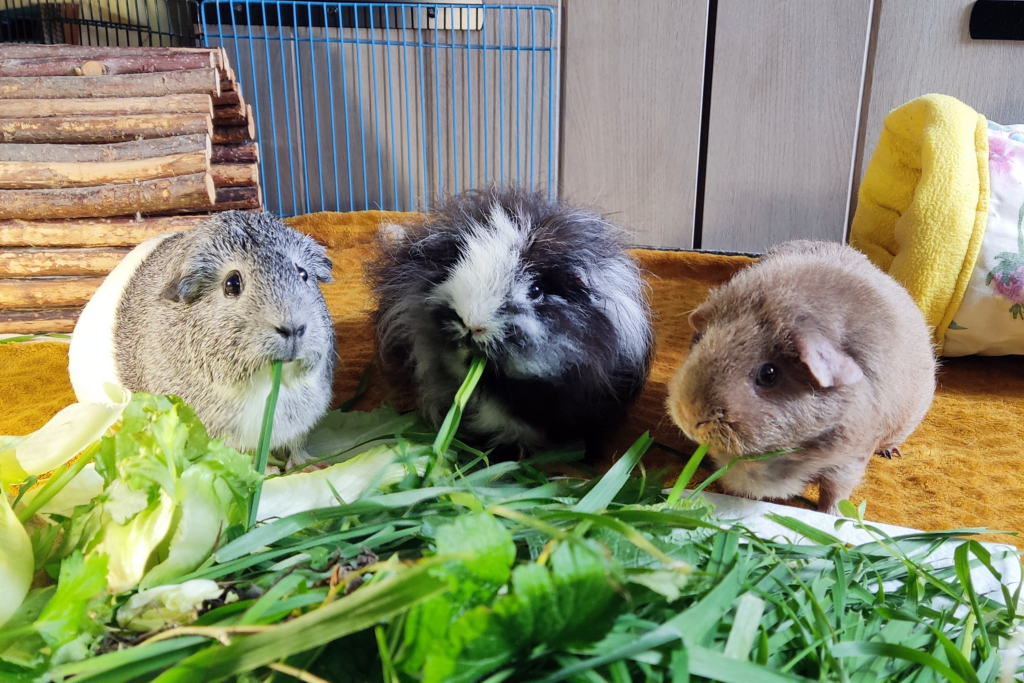 Three guinea pigs eating grass in a warm yellow setting