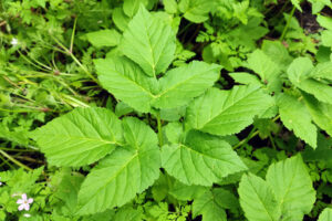Ground Elder, Foraging Guide for Guinea Pigs