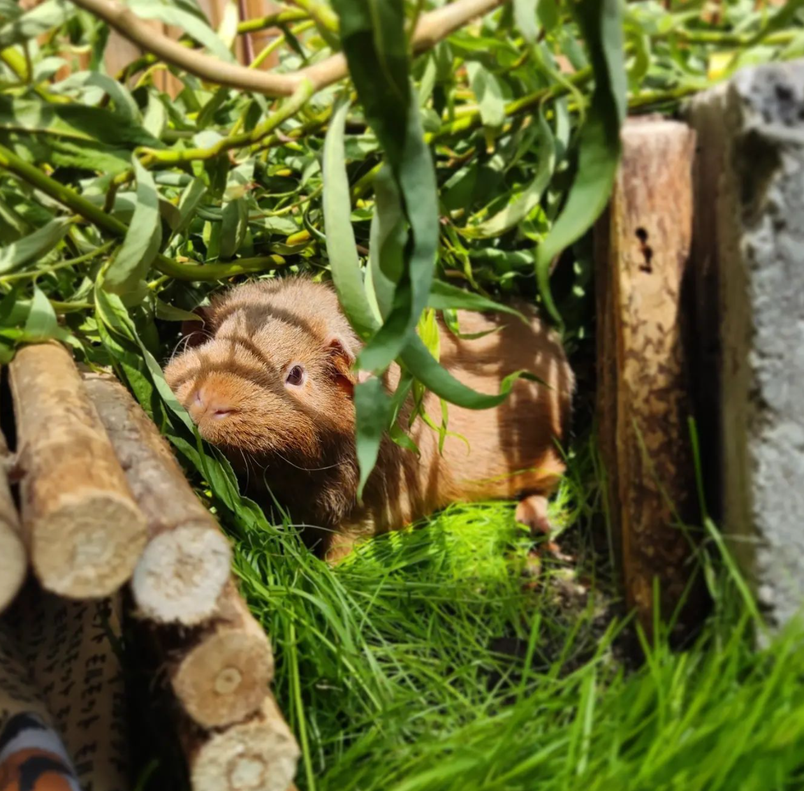A brown guinea pig playing outside in the grass and the sunshine
