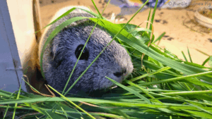 A grey and white guinea pig called Lizzy is covered in grass and munching happily