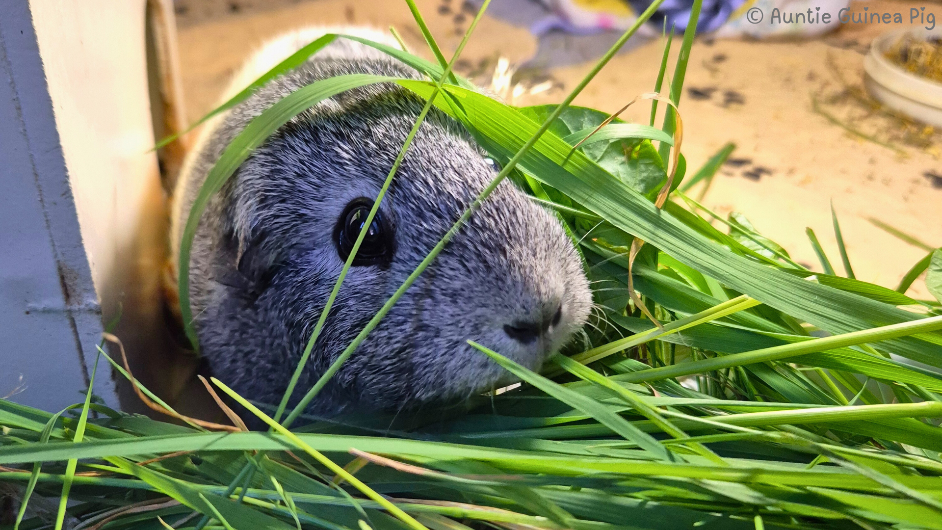 A grey and white guinea pig called Lizzy is covered in grass and munching happily