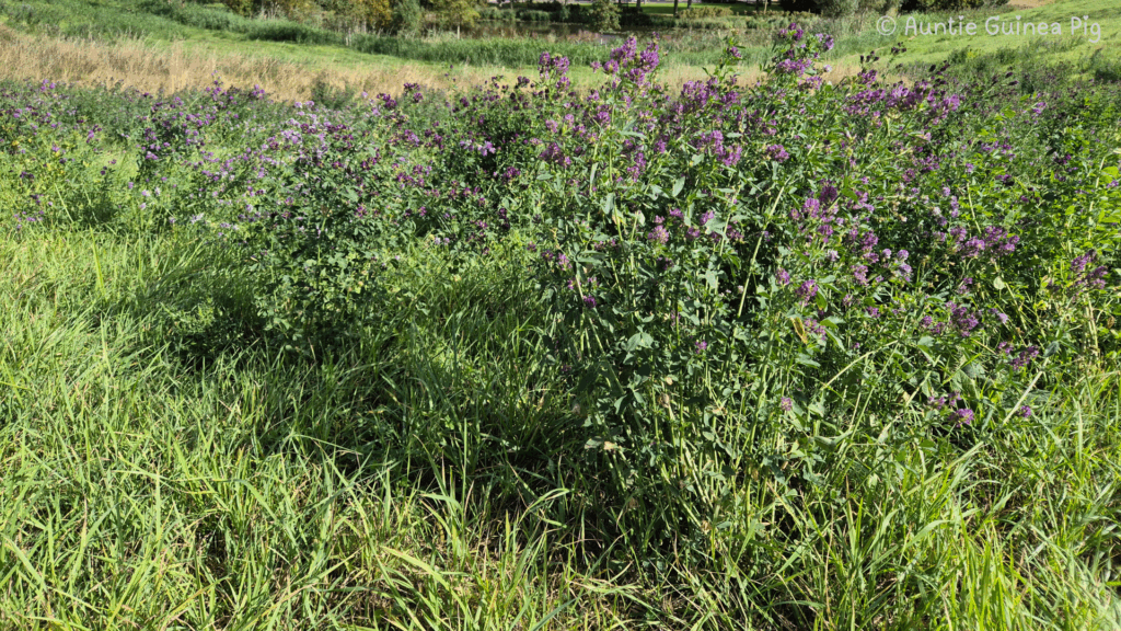A bush of alfafa plants surrounded by green grass