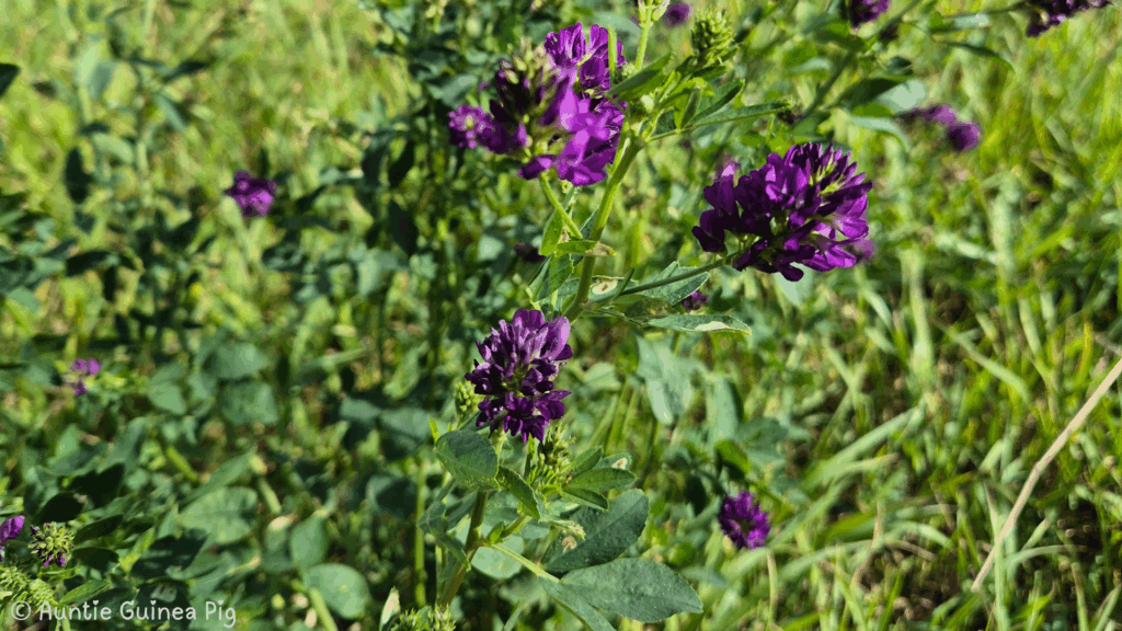 A closeup of an alfafa plant in bloom. The flowers are a deep purple