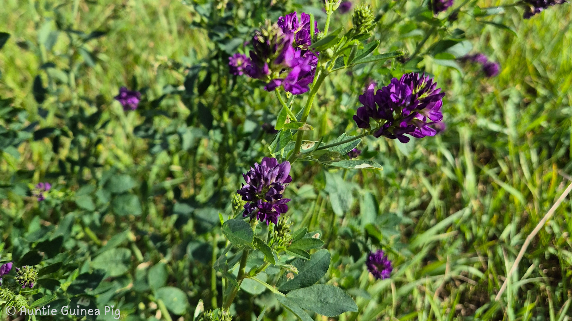 A closeup of an alfafa plant in bloom. The flowers are a deep purple
