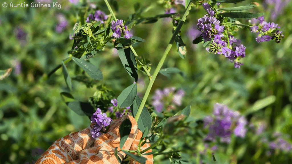 A closeup of a young alfafa plant. The flowers are lilac colored.