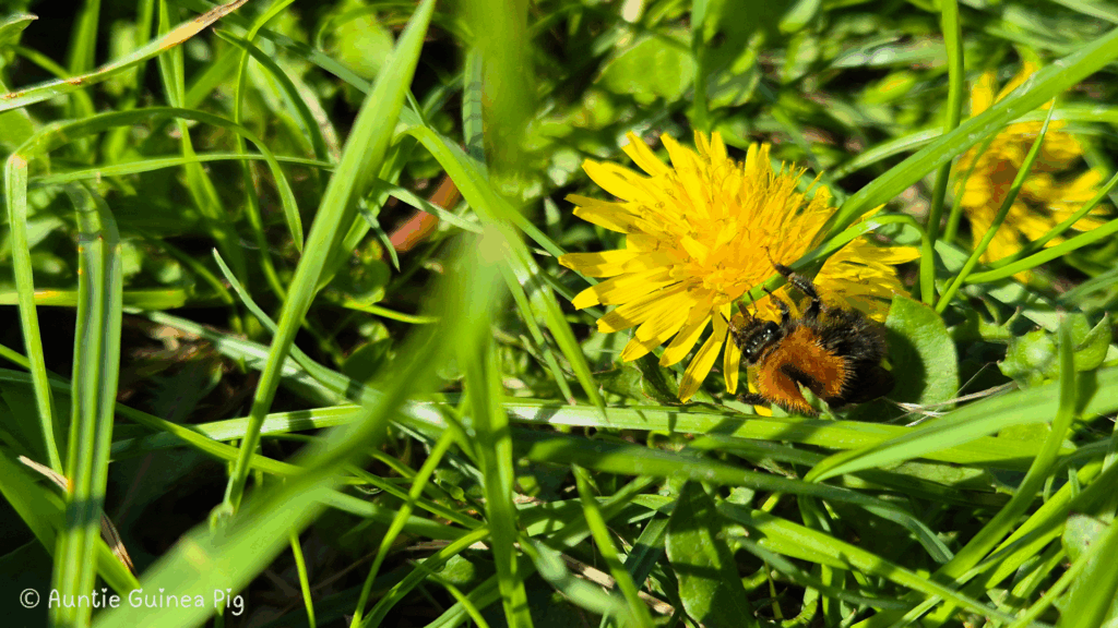 A close up of a yellow dandelion flower with a fuzzy bee on it