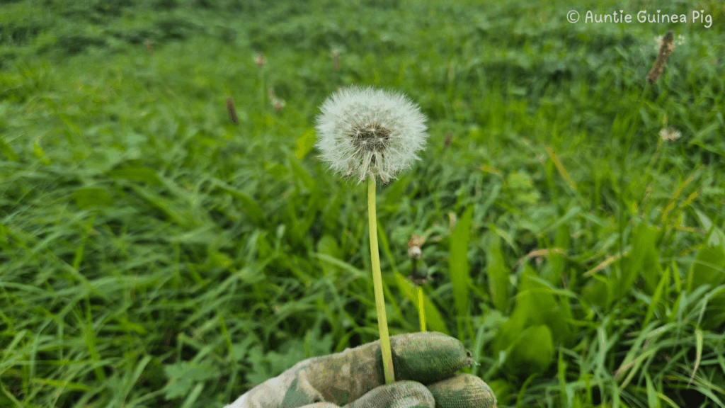 A single dandelion flower after is has bloomed. It has white, light seeds that will spread with the wind