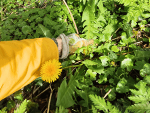 I am picking dandelion with my hand. The dandelion is big and healthy green, with one yellow flower