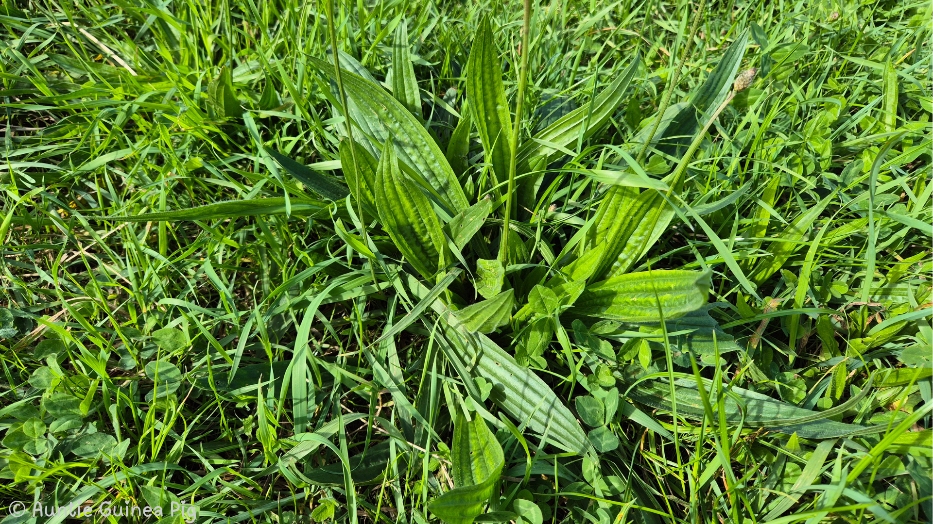 A closeup shot of a ribwort plantain plant surrounded by green grass and clovers.