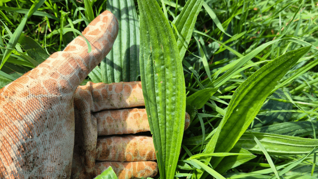 A gloved hand is holding one leaf of a ribwort plantain plant. It shows the long, typical veins on the leaf